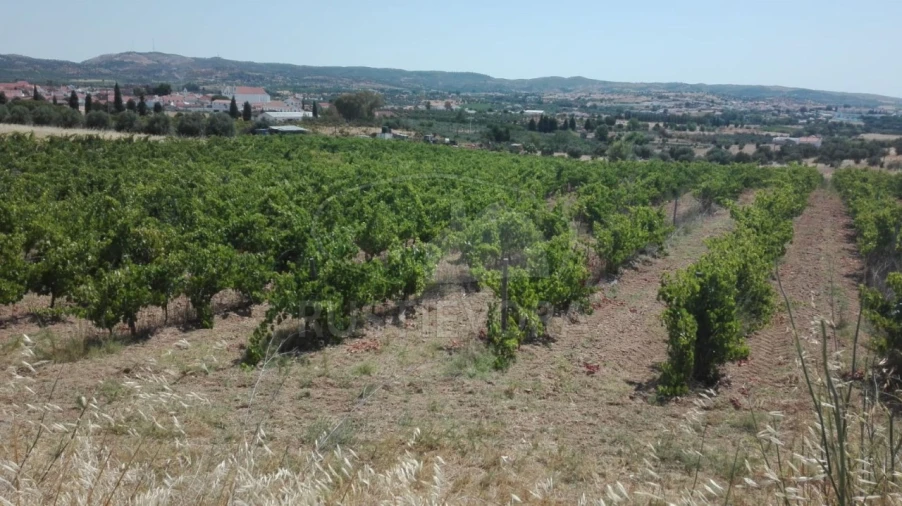 Terreno para Venda em Vila de Frades
