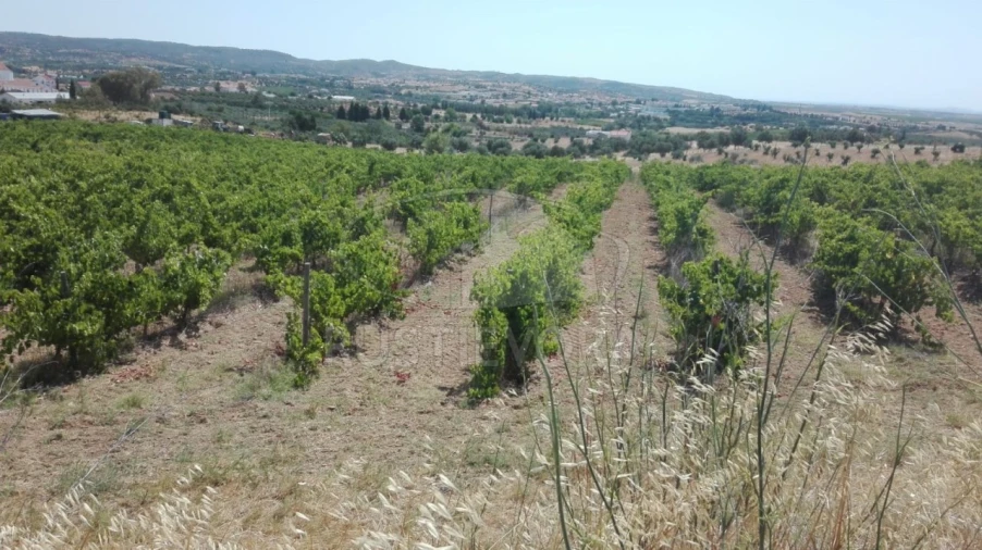 Terreno para Venda em Vila de Frades Foto 5