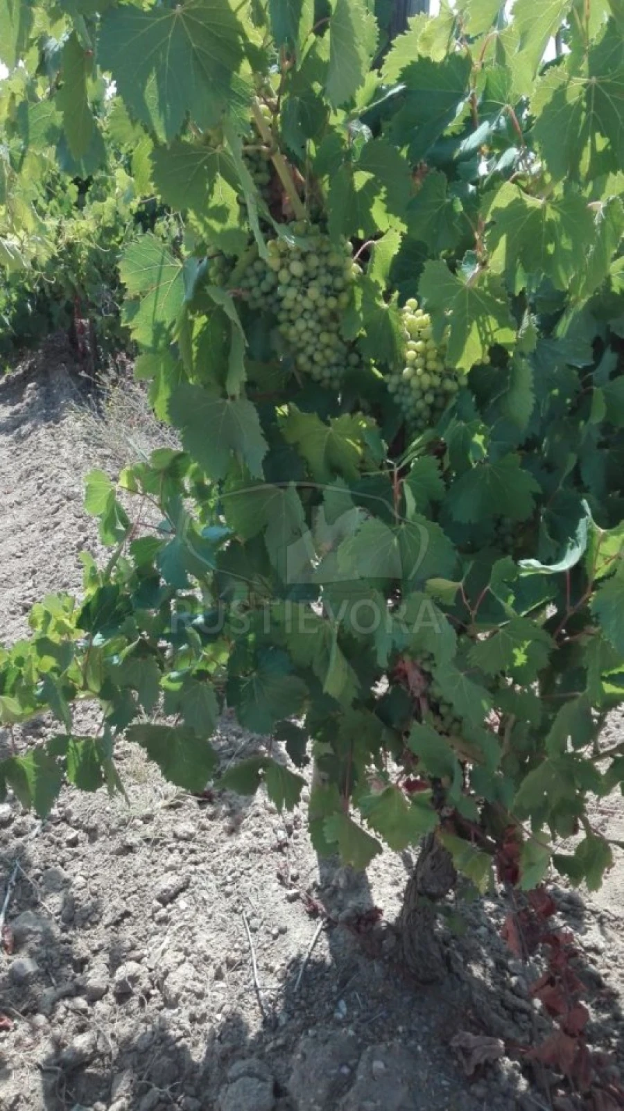Terreno para Venda em Vila de Frades Foto 6