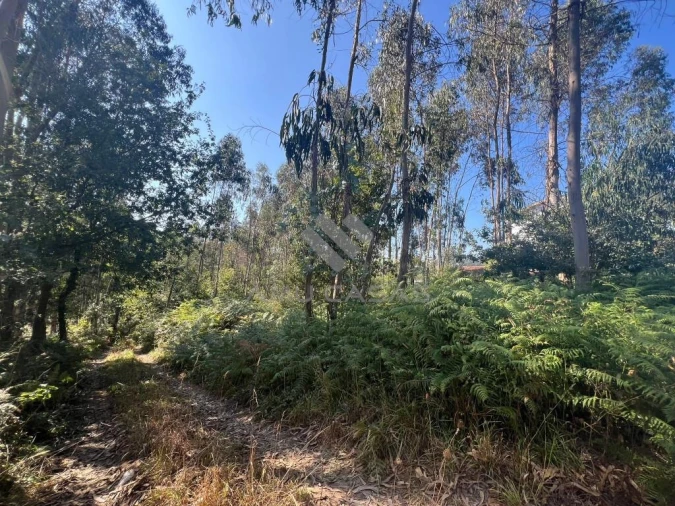 Terreno para Venda em O. Azeméis, Riba-Ul, Ul, Macinhata Seixa, Madail Foto 4