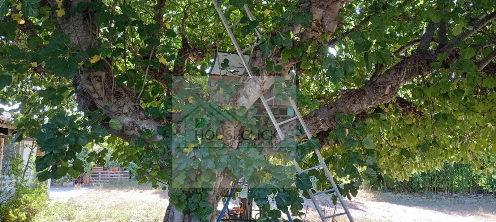 Quinta T4 para Venda em Caria Foto 18