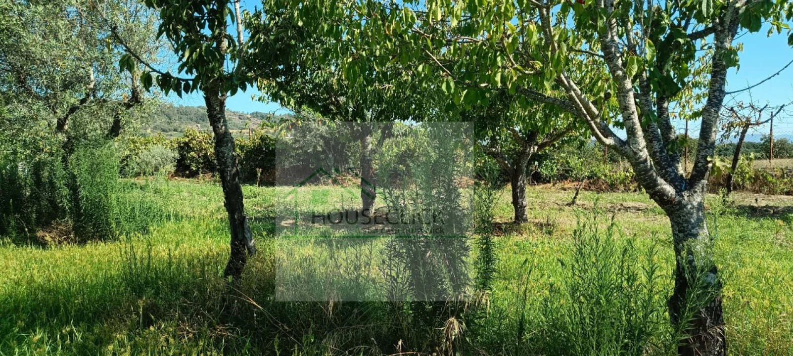 Quinta T4 para Venda em Caria Foto 28