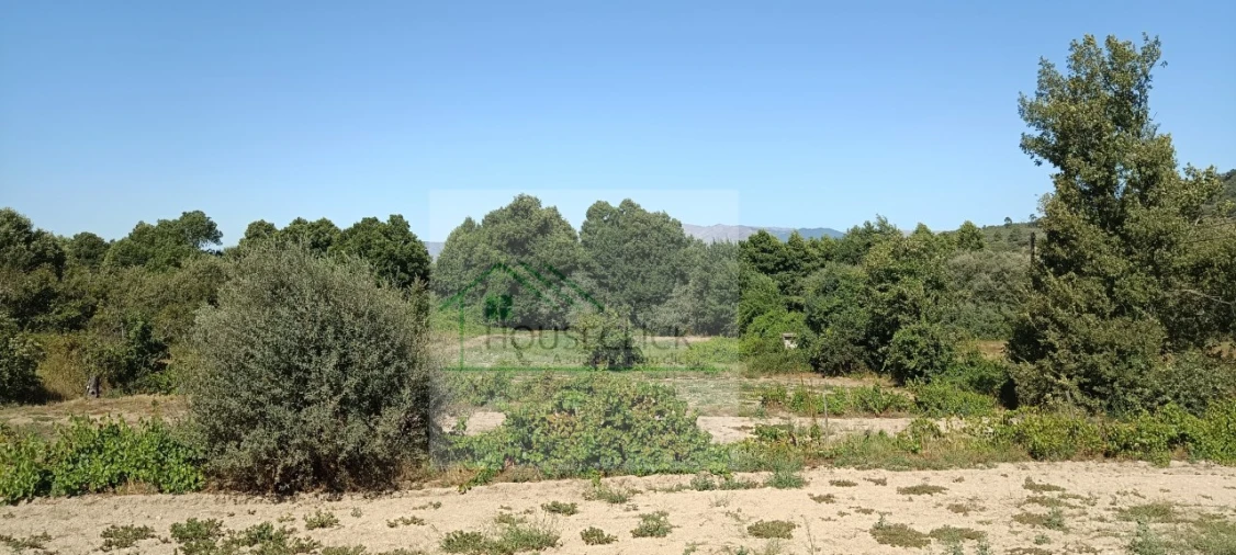 Quinta T4 para Venda em Caria Foto 6