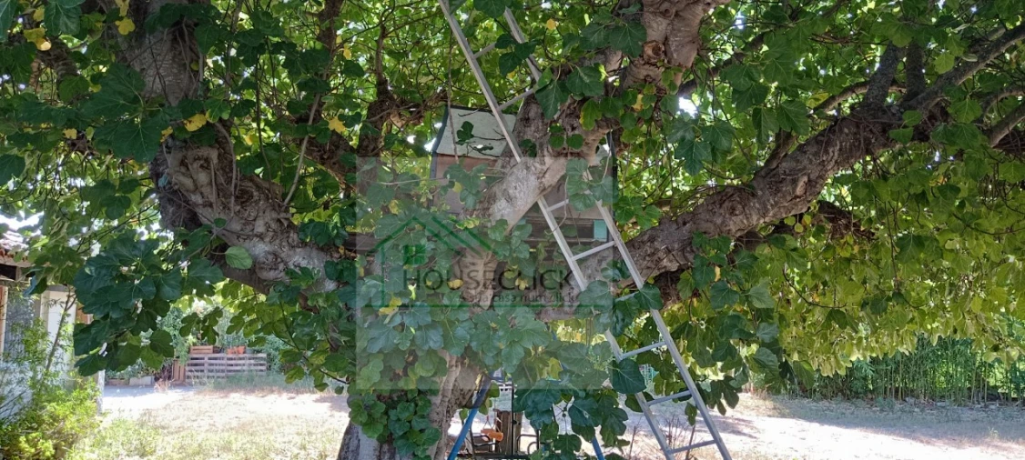 Quinta T4 para Venda em Caria Foto 18