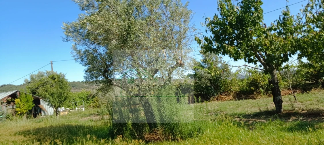 Quinta T4 para Venda em Caria Foto 26