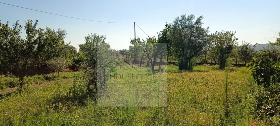 Quinta T4 para Venda em Caria Foto 31