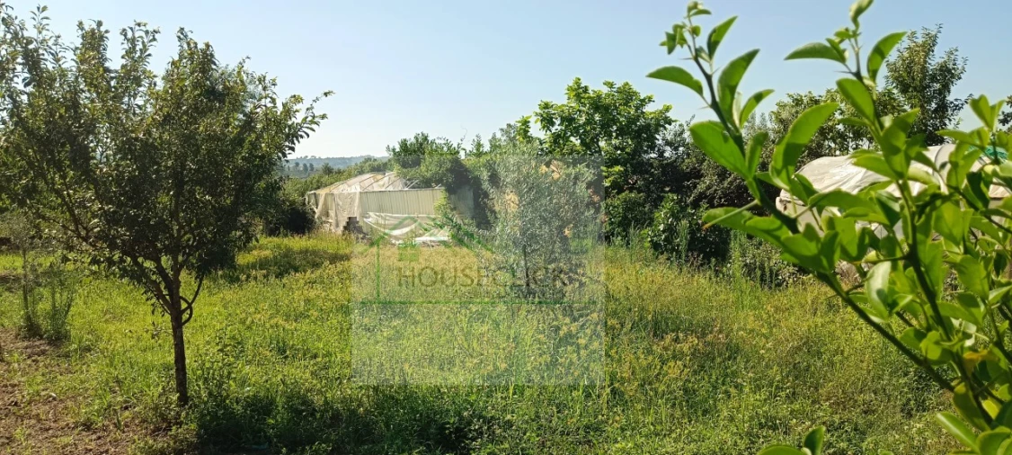 Quinta T4 para Venda em Caria Foto 50