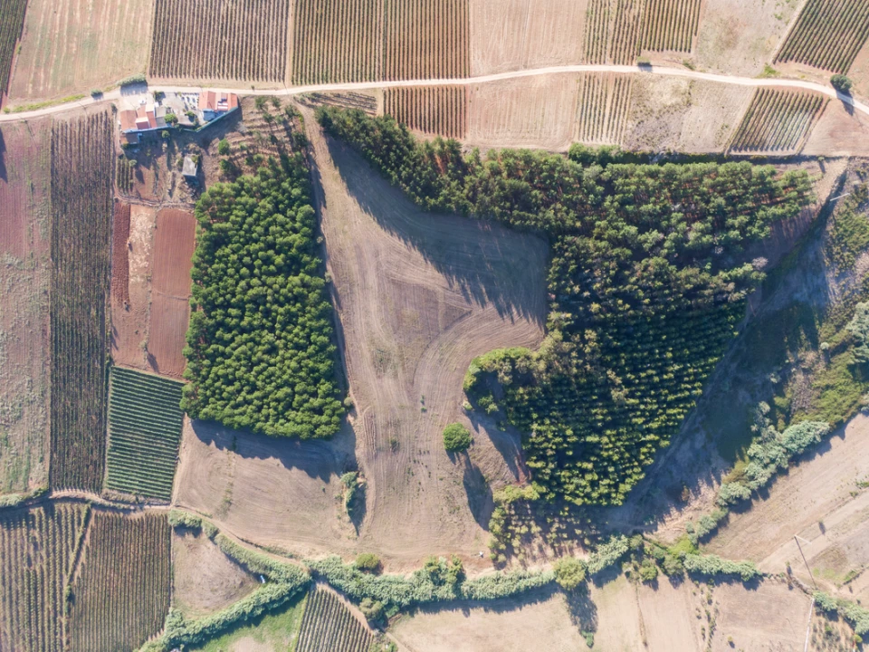 Terreno para Venda em Freiria Foto 1