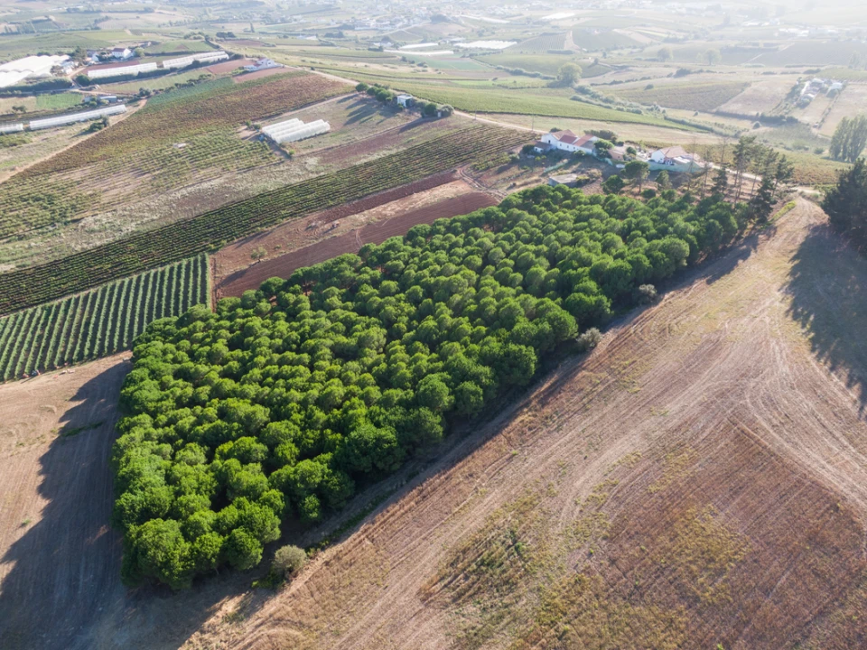 Terreno para Venda em Freiria Foto 14