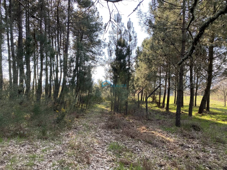 Terreno Agricola ou Rústico para Venda em Mouçós e Lamares Foto 16