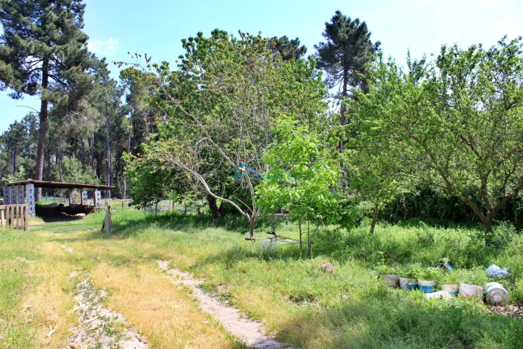 Terreno para Venda em Torre do Pinhão Foto 4