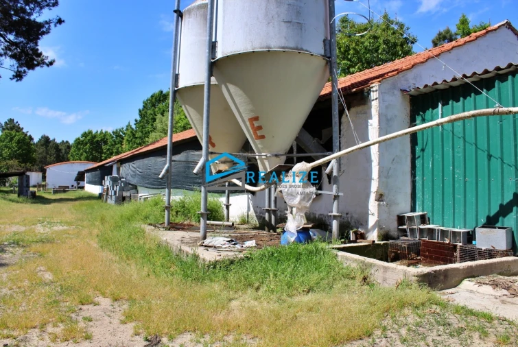 Terreno para Venda em Torre do Pinhão Foto 3