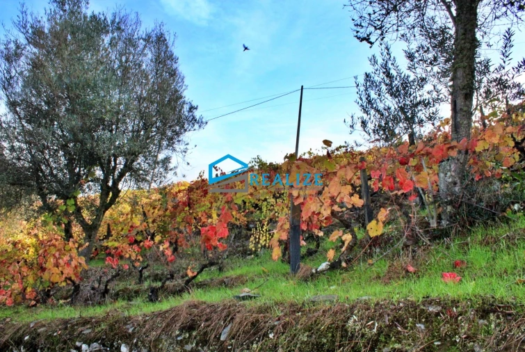 Quinta T0 para Venda em Abaças Foto 17