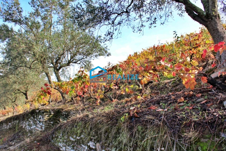 Quinta T0 para Venda em Abaças Foto 18