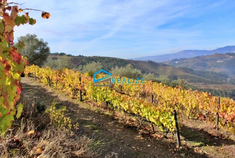 Quinta T0 para Venda em Abaças Foto 3