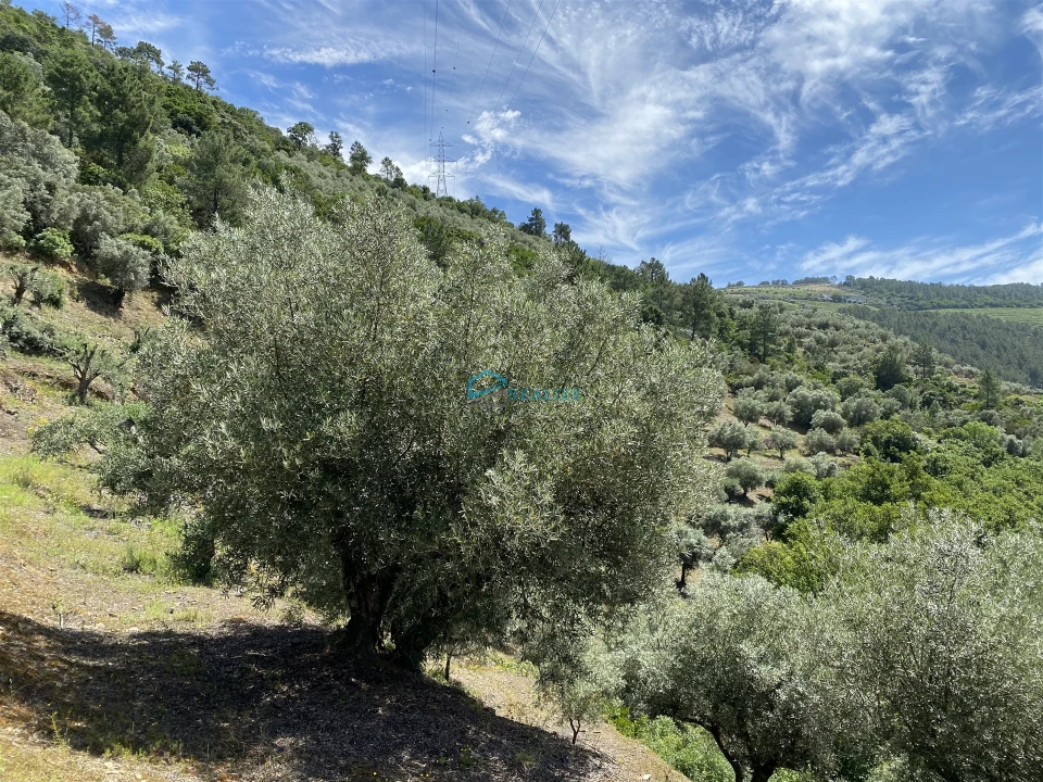 Terreno Agricola ou Rústico para Venda em Andrães Foto 38