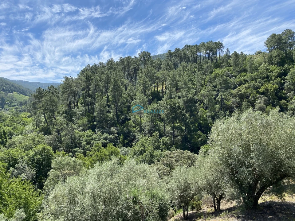 Terreno Agricola ou Rústico para Venda em Andrães Foto 47