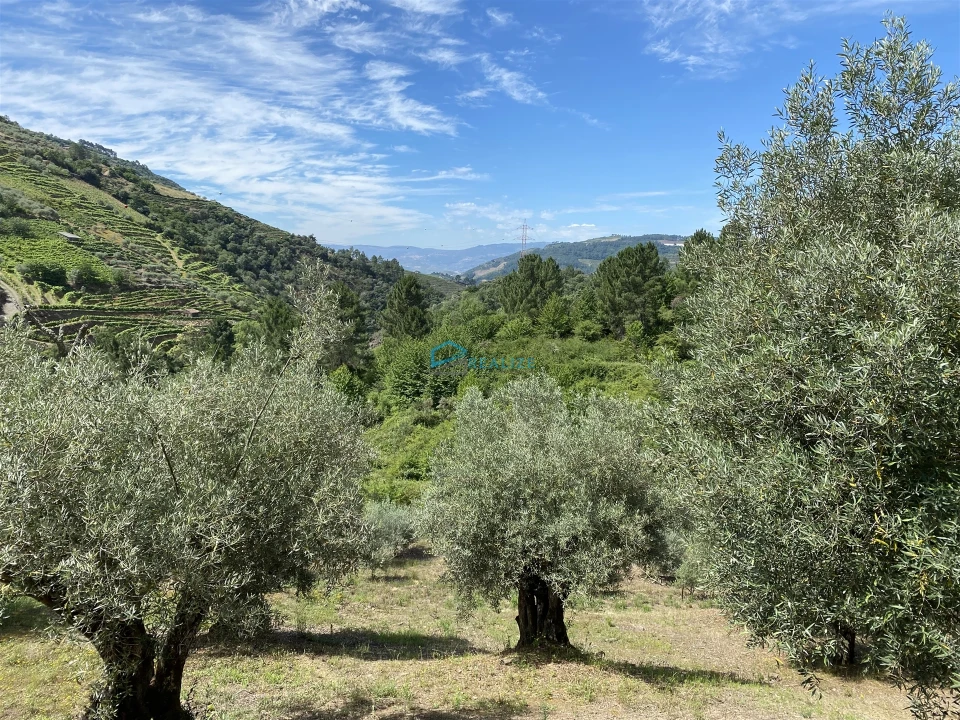 Terreno Agricola ou Rústico para Venda em Andrães Foto 18