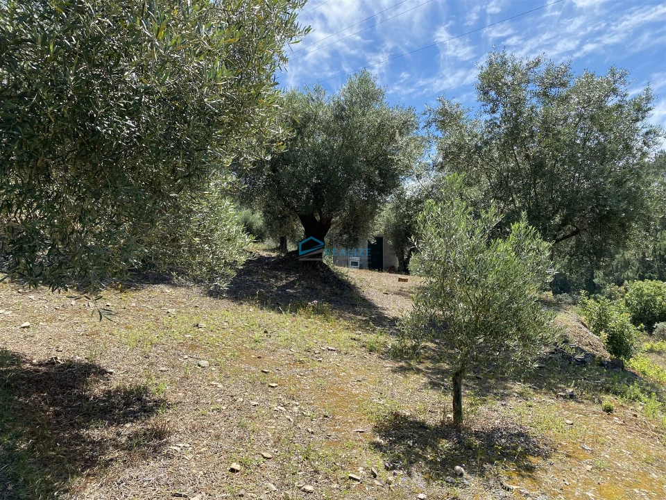 Terreno Agricola ou Rústico para Venda em Andrães Foto 32