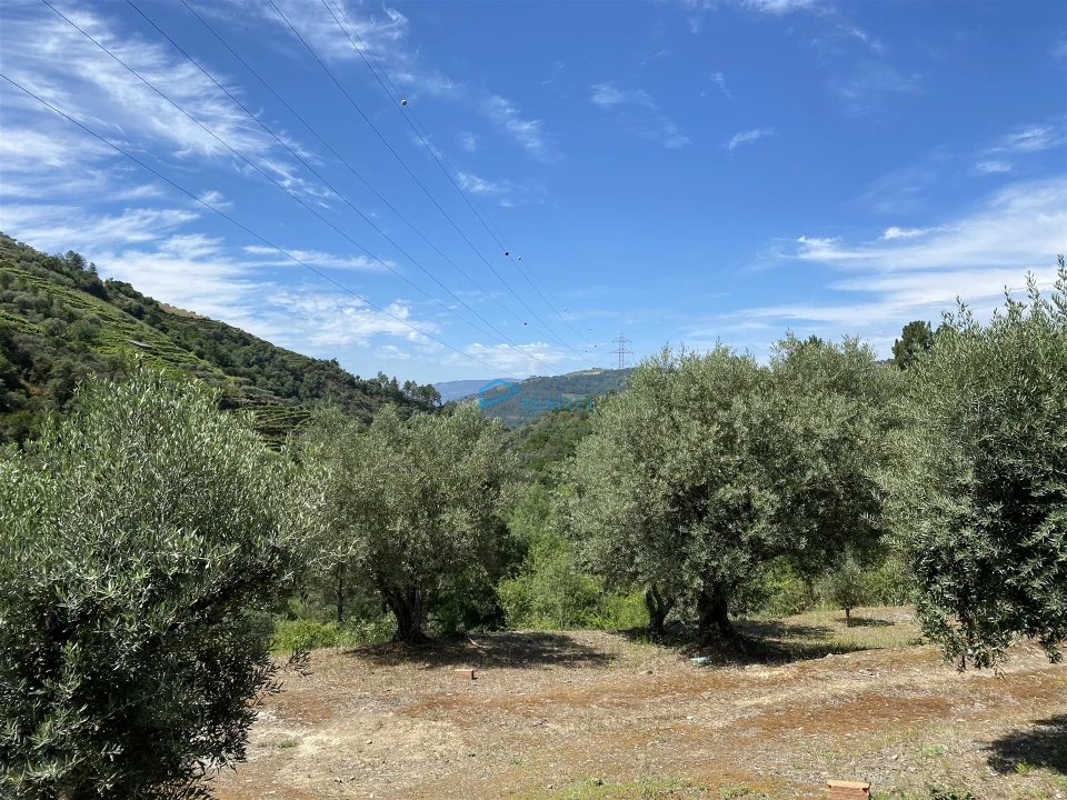Terreno Agricola ou Rústico para Venda em Andrães Foto 52