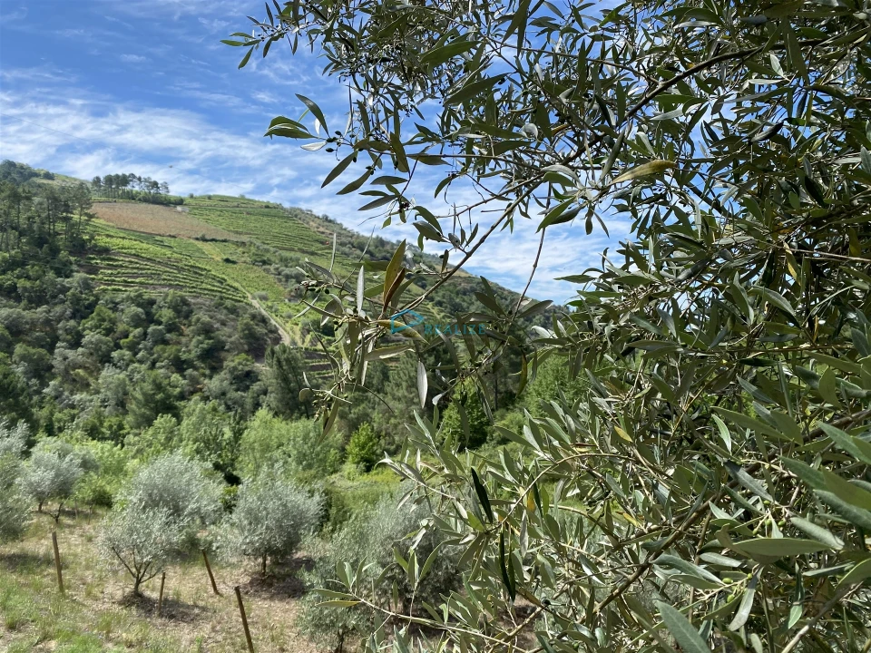 Terreno Agricola ou Rústico para Venda em Andrães Foto 10