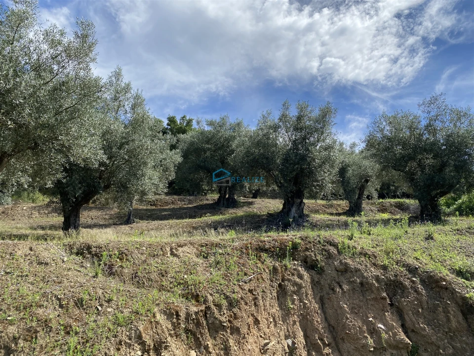 Terreno Agricola ou Rústico para Venda em Andrães Foto 5