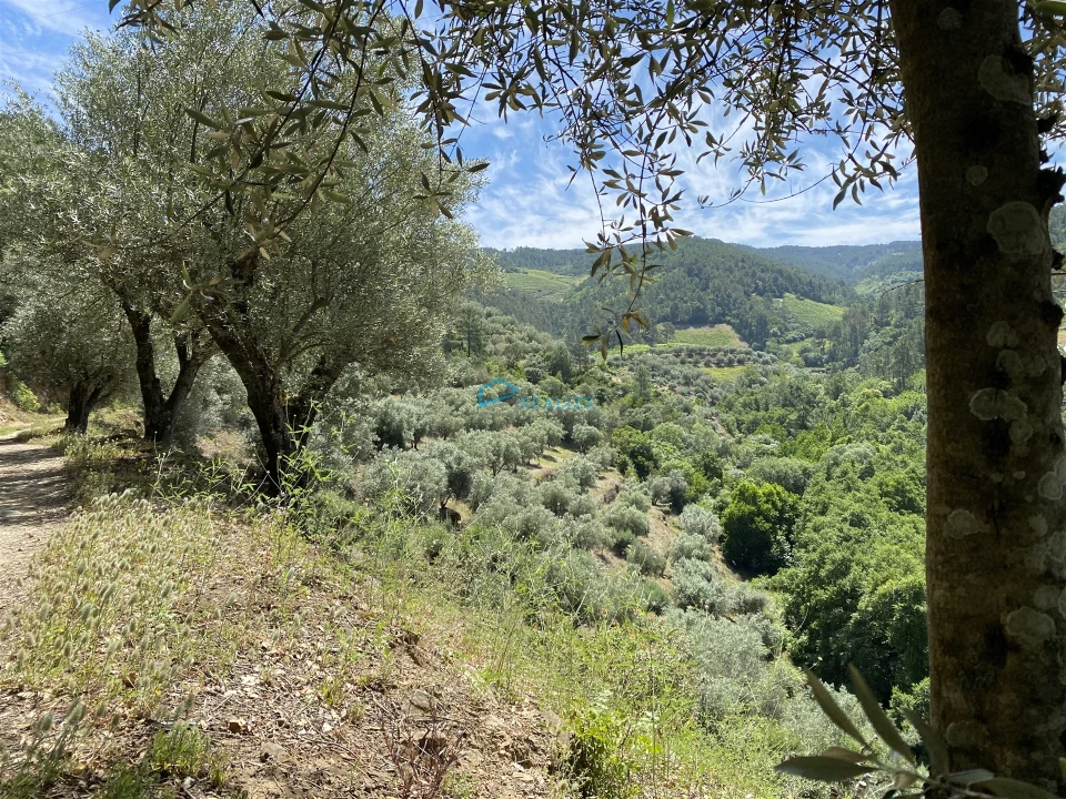Terreno Agricola ou Rústico para Venda em Andrães Foto 61