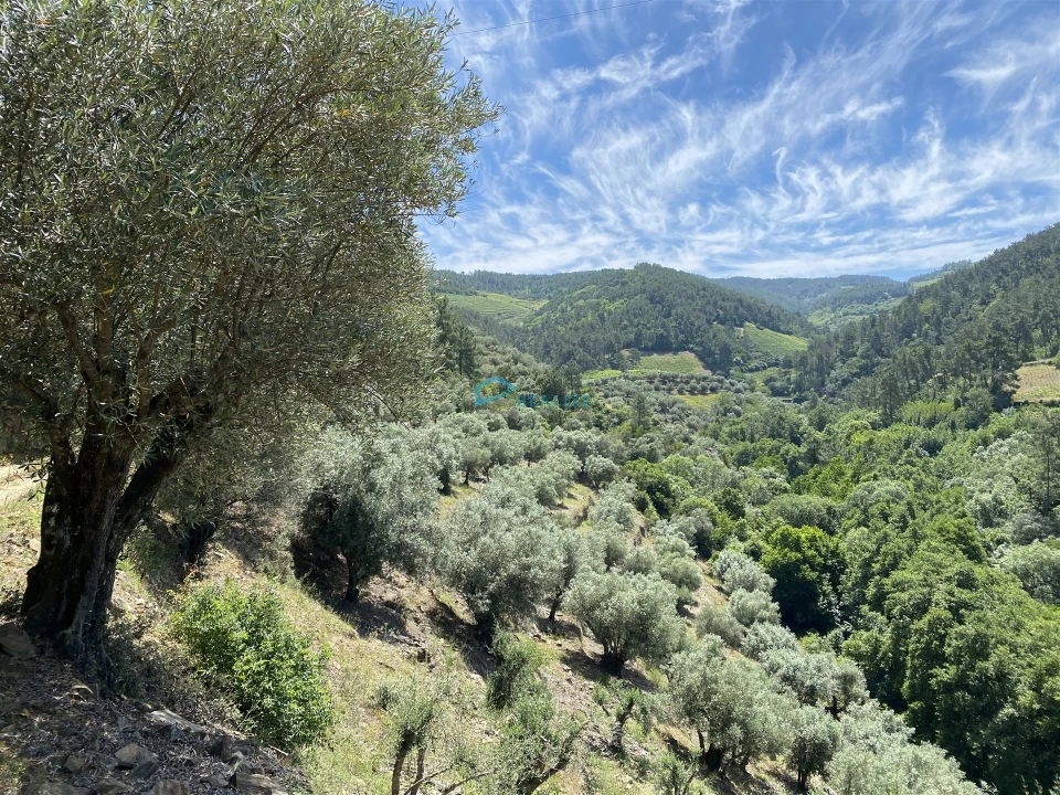 Terreno Agricola ou Rústico para Venda em Andrães Foto 64