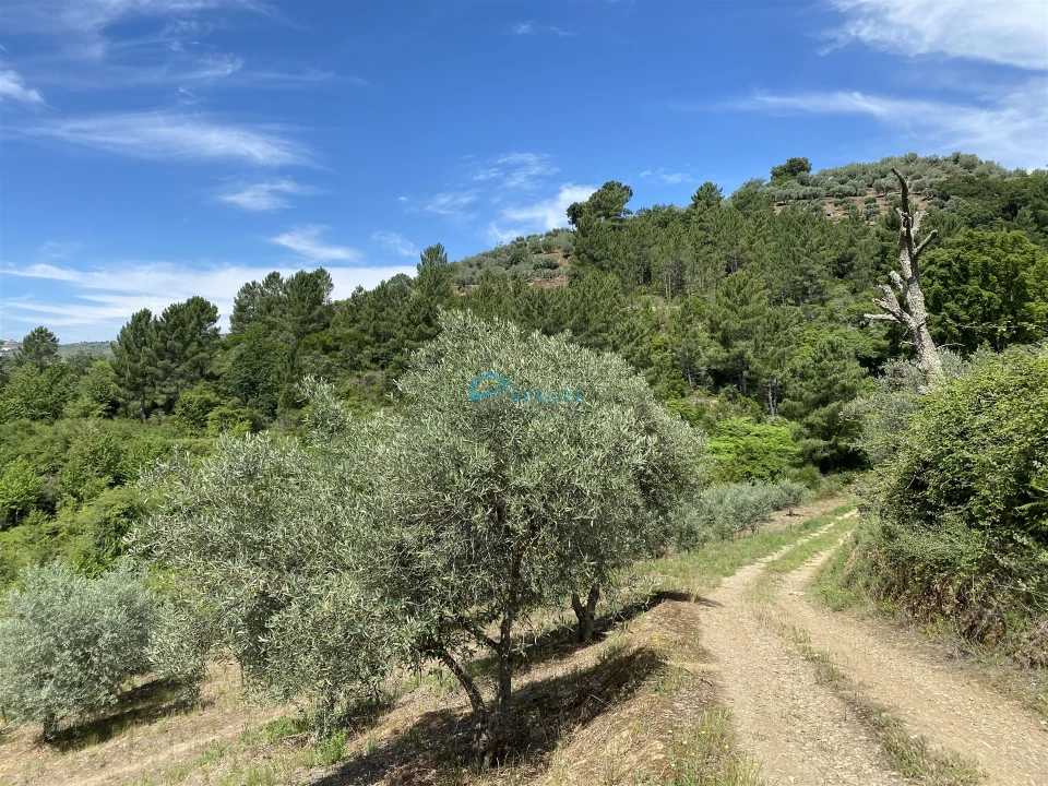 Terreno Agricola ou Rústico para Venda em Andrães Foto 4