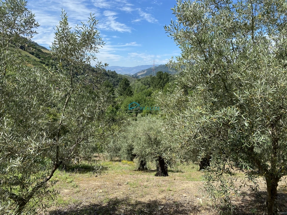 Terreno Agricola ou Rústico para Venda em Andrães Foto 15