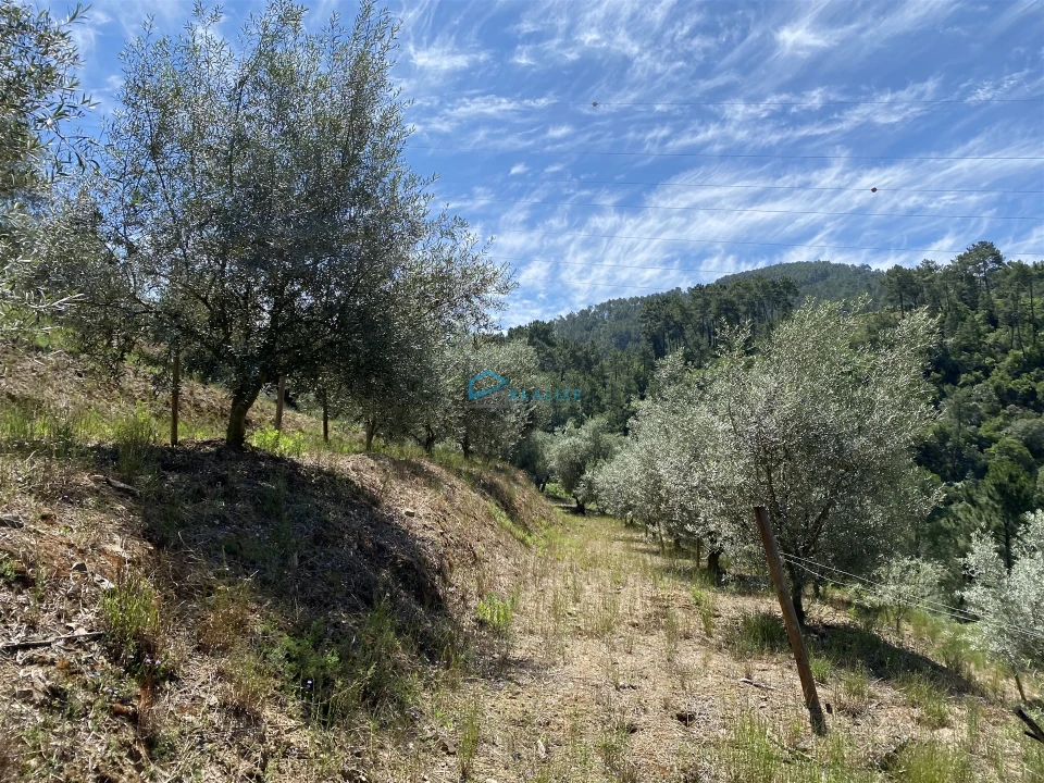 Terreno Agricola ou Rústico para Venda em Andrães Foto 30