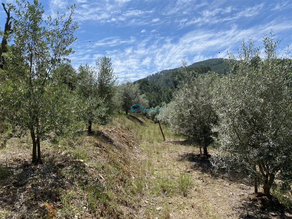 Terreno Agricola ou Rústico para Venda em Andrães Foto 29