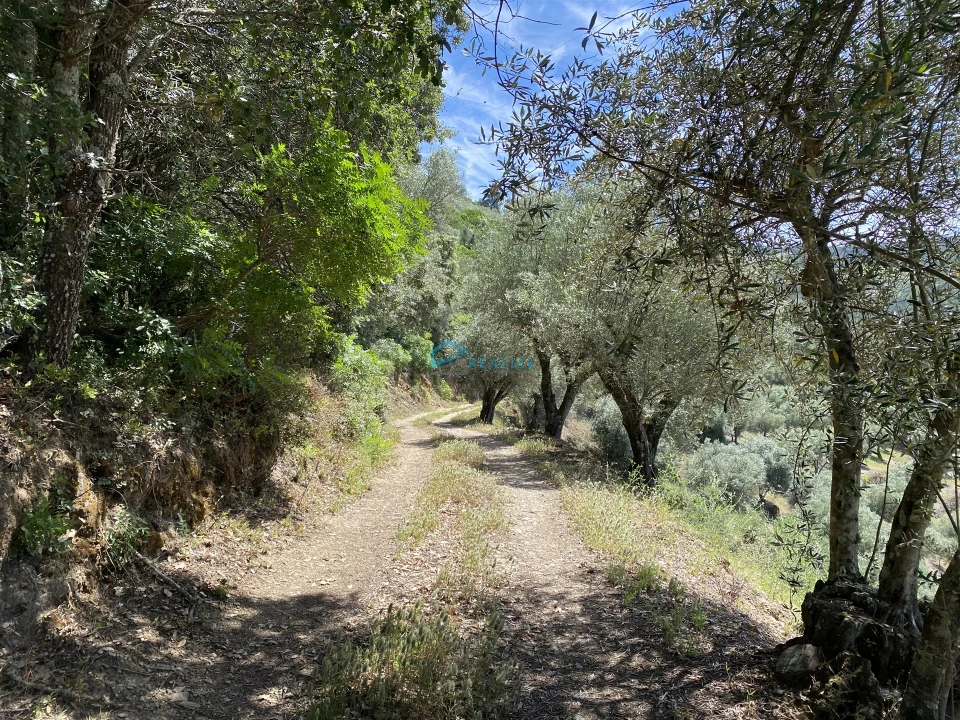 Terreno Agricola ou Rústico para Venda em Andrães Foto 60