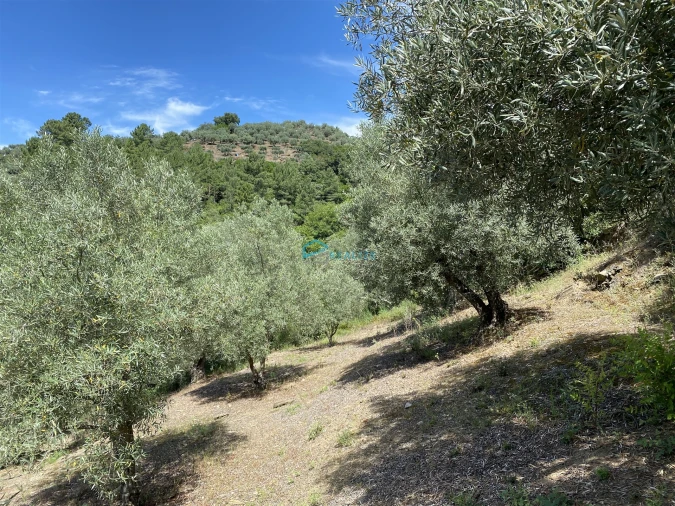 Terreno Agricola ou Rústico para Venda em Andrães Foto 14