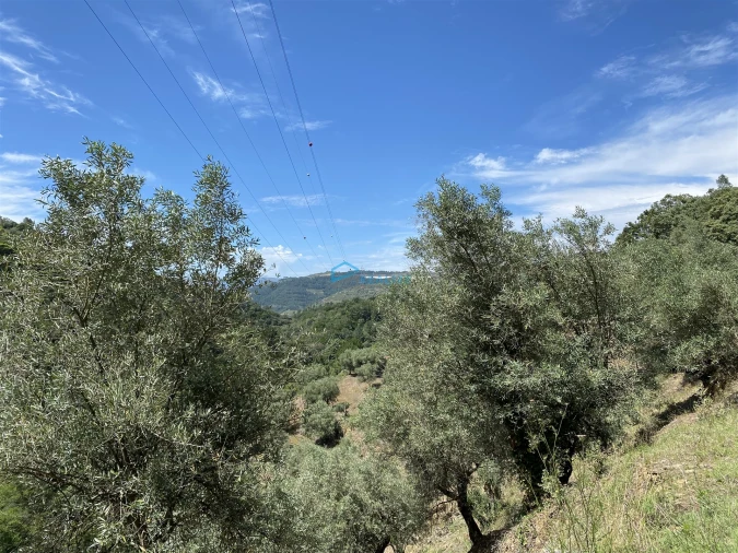 Terreno Agricola ou Rústico para Venda em Andrães Foto 68