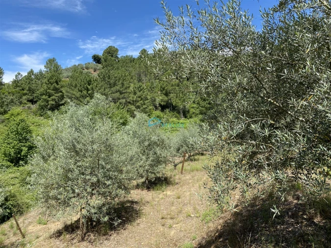 Terreno Agricola ou Rústico para Venda em Andrães Foto 24