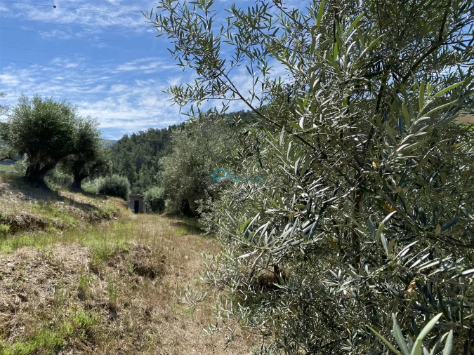 Terreno Agricola ou Rústico para Venda em Andrães Foto 25