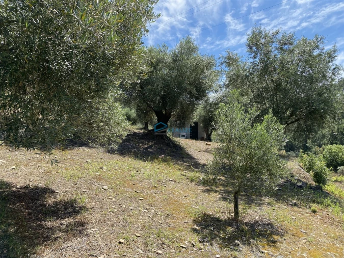 Terreno Agricola ou Rústico para Venda em Andrães Foto 32