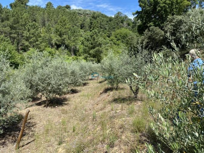Terreno Agricola ou Rústico para Venda em Andrães Foto 27