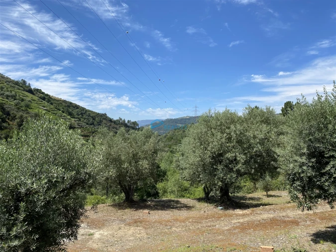 Terreno Agricola ou Rústico para Venda em Andrães Foto 52