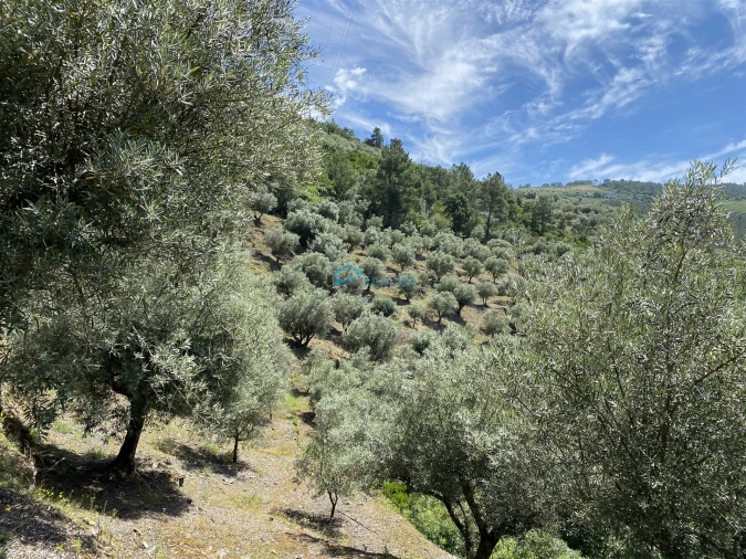 Terreno Agricola ou Rústico para Venda em Andrães Foto 39