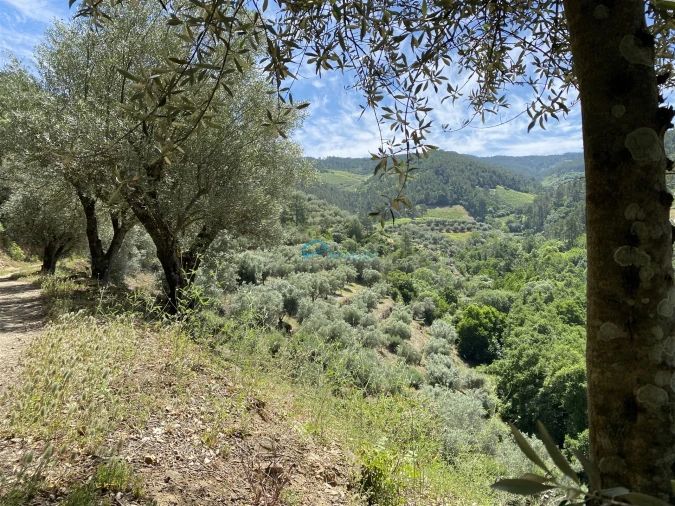Terreno Agricola ou Rústico para Venda em Andrães Foto 61