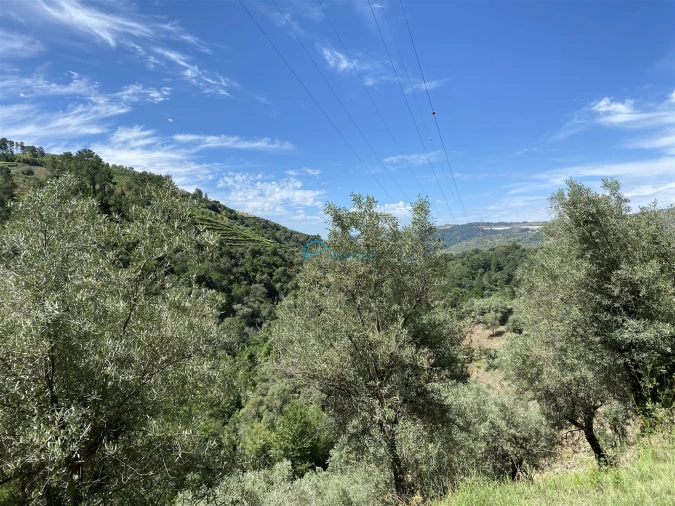 Terreno Agricola ou Rústico para Venda em Andrães Foto 71