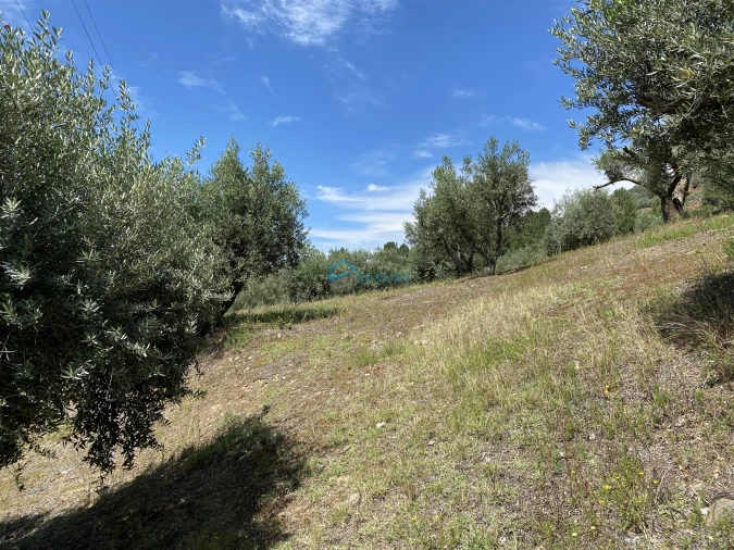 Terreno Agricola ou Rústico para Venda em Andrães Foto 49