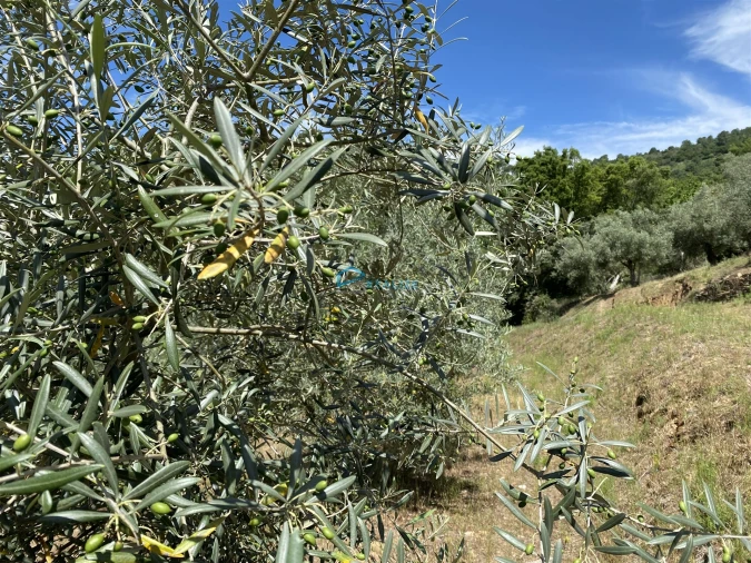 Terreno Agricola ou Rústico para Venda em Andrães Foto 23