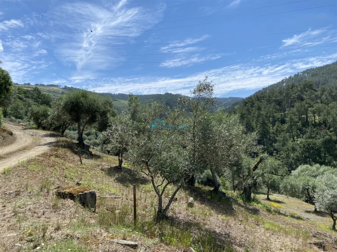 Terreno Agricola ou Rústico para Venda em Andrães Foto 3