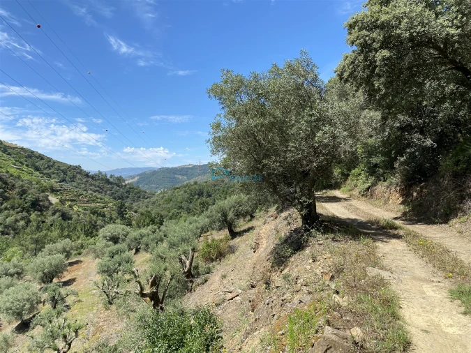 Terreno Agricola ou Rústico para Venda em Andrães Foto 66