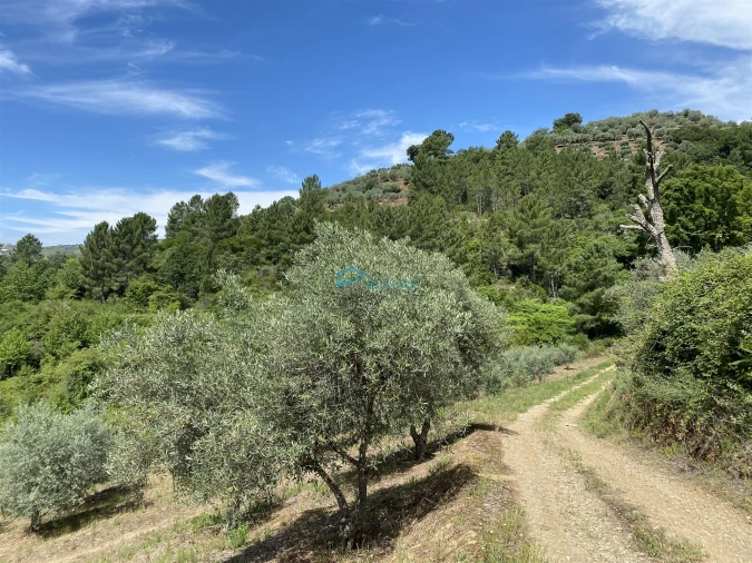 Terreno Agricola ou Rústico para Venda em Andrães Foto 4