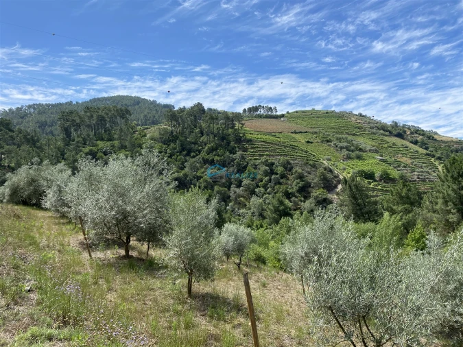 Terreno Agricola ou Rústico para Venda em Andrães Foto 9