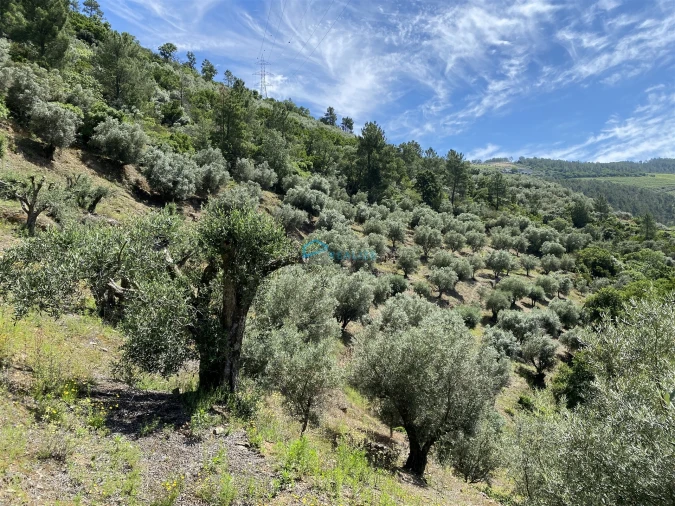 Terreno Agricola ou Rústico para Venda em Andrães Foto 40